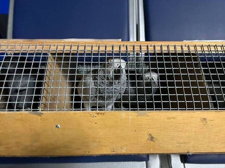 В аэропорту Казани задержали пассажира с редким видом попугаев