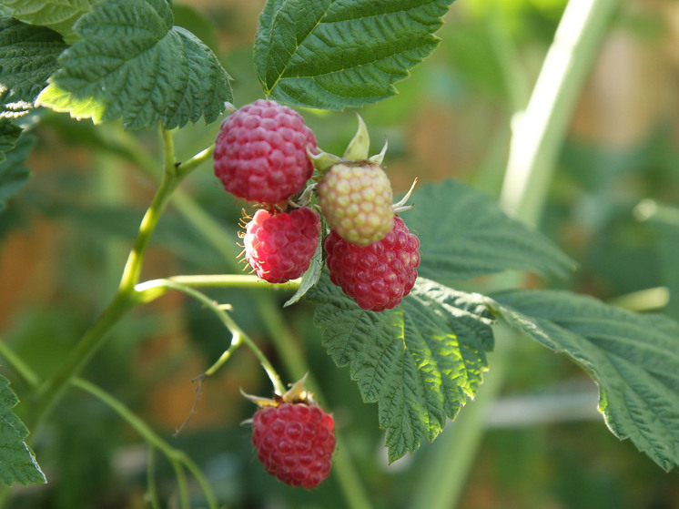 Ганичкина: от нынешней промозглой погоды страдают почти все плодово-ягодные растения