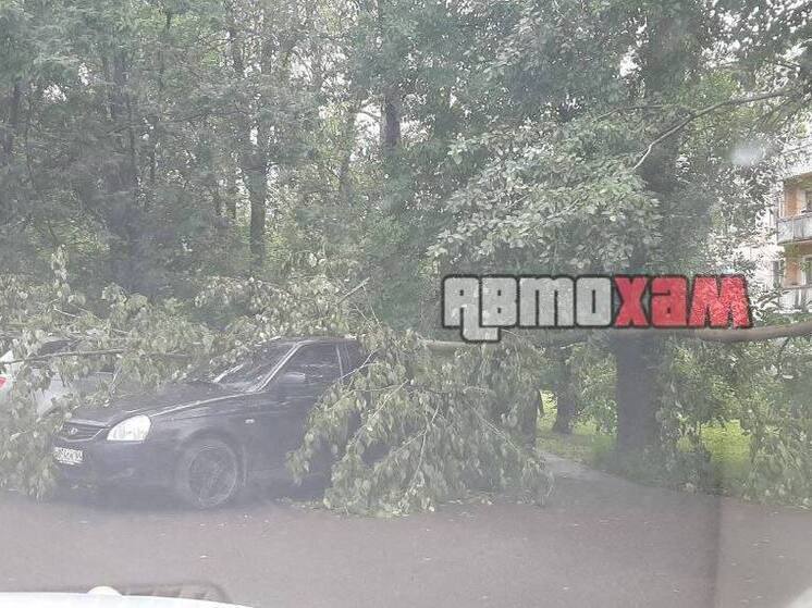 В Пензе дерево упало на автомобиль