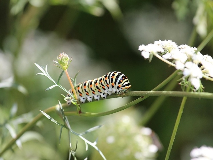 Калужанам рассказали о появлении в регионе редких гостей