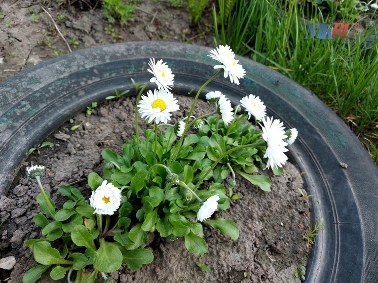 В Калуге стартуют два конкурса для любителей уюта и красоты