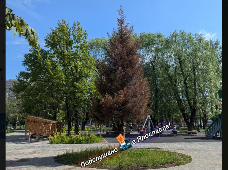 В Ярославле не пережила ремонта главная ель в парке 30-летия Победы