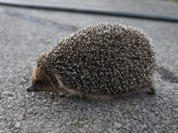 Жители Санкт-Петербурга объединились, чтобы спасти ежика на дороге