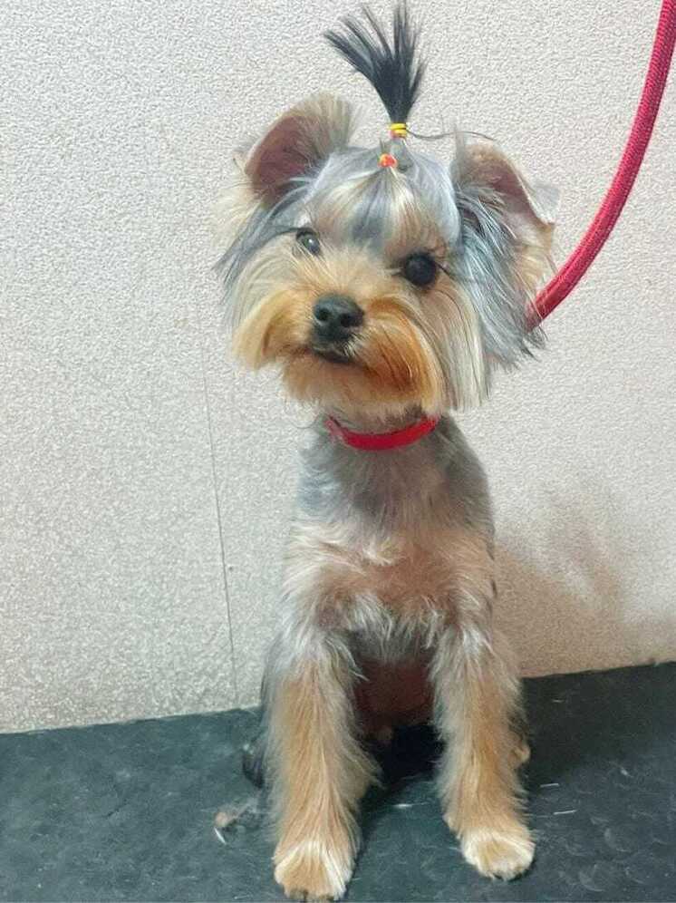 Маленькое сердце с большим характером: судебные приставы рассказали историю Роксаны к Международному дню собак