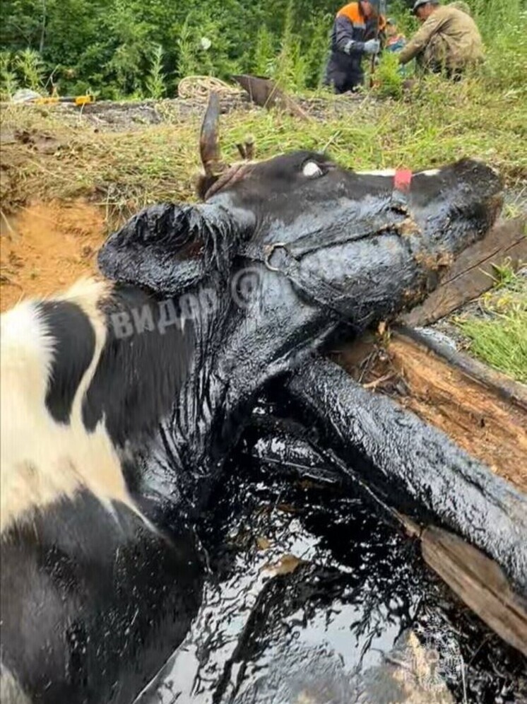 В Биробиджане спасли от гибели корову, увязшую в битуме