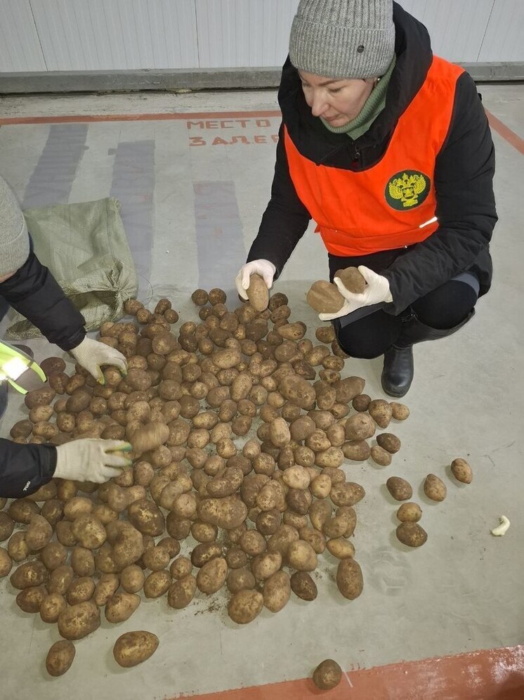 Эх, картошка, тошка, тошка, тошка - импортеров идеал