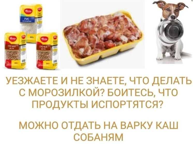 Уезжающих в отпуск ноябрян просят отдать продукты в приют для животных