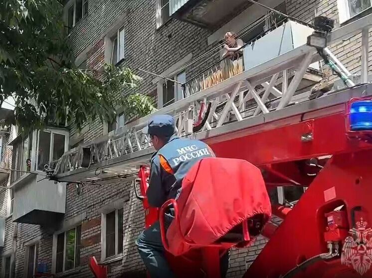 Чуть не упал с дерева: в Биробиджане спасли котенка от агрессивных сорок