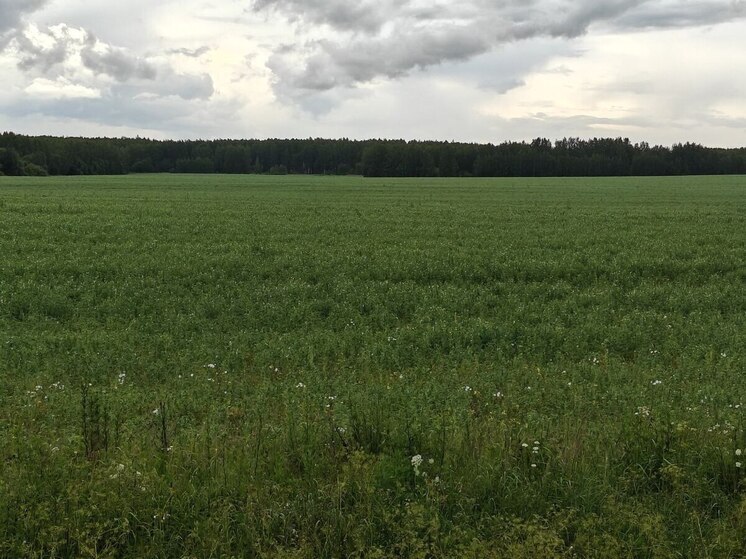 С превышением плана завершили посевную кампанию нижегородские аграрии