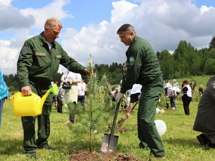 Более 280 тысяч деревьев высадили вологжане в рамках акции «Сад памяти»