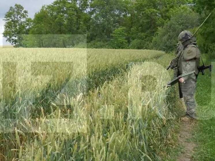 «Известия»: саперы разминировали более 55 тыс. га земли в Курской области