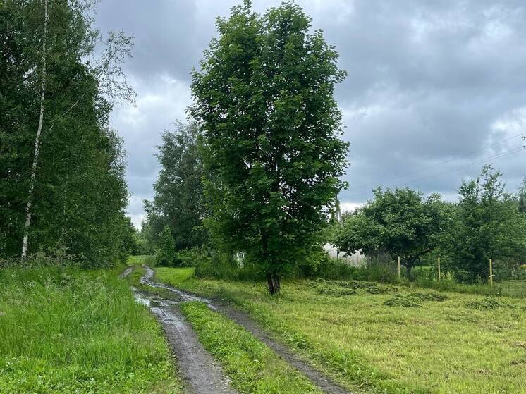 В лесу Всеволожского района найден труп мужчины со страховым полисом