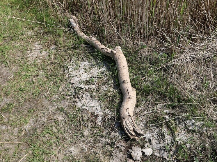 В Уфе большая ветка упала на сидевших на скамейке пожилых женщин