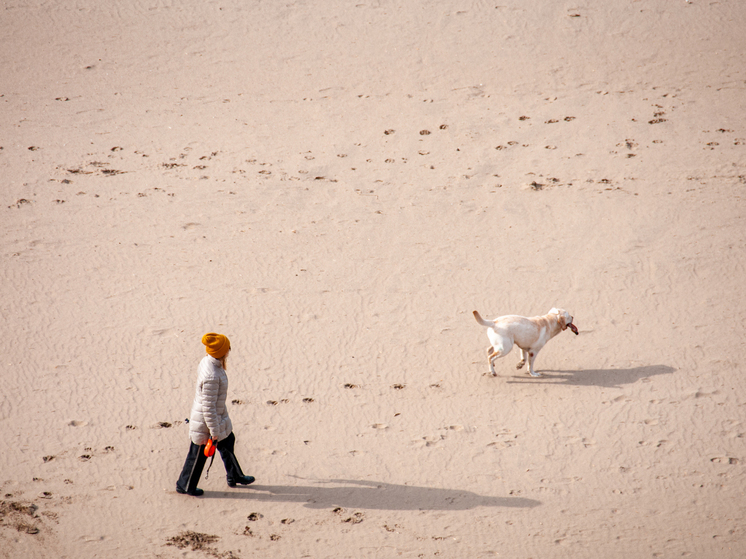 Кинолог Уражевский выступил против запрета выгула собак на пляжах