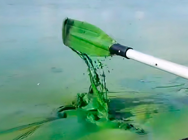 Воронежское водохранилище превратилось в зеленый кисель