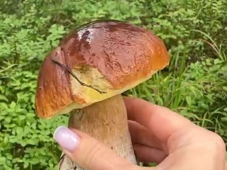 Грибники в Подмосковье собирают белые в большом количестве