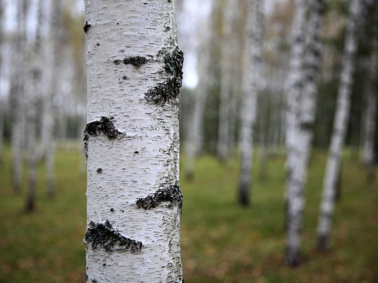 На Урале нашли тело пропавшей матери двоих детей