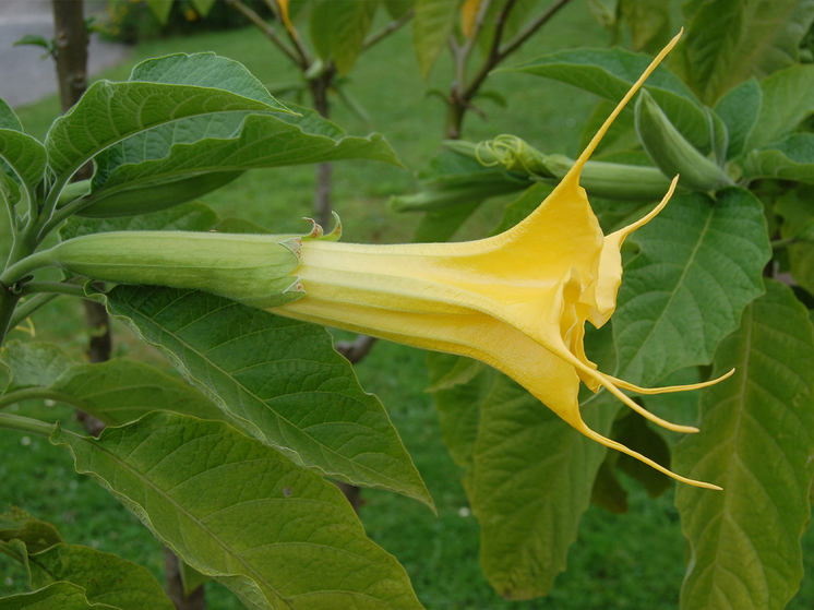 Безобидный на вид цветок способен поставить под угрозу безопасность мира