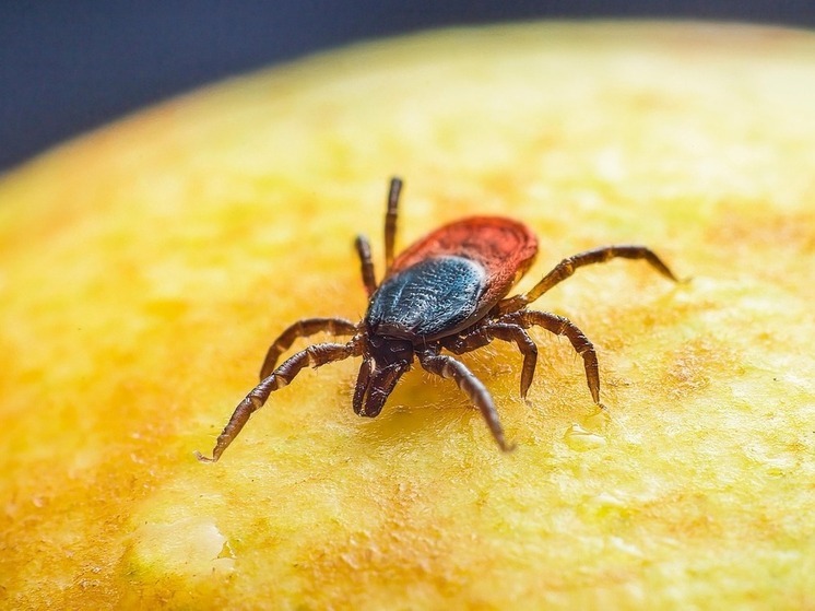 Клещи в Башкирии покусали уже более 8,6 тысячи человек