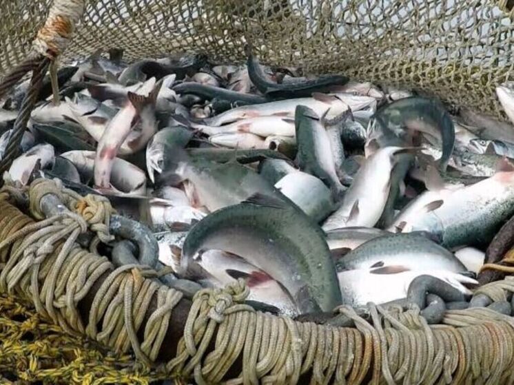 Уловы красной рыбы на Чукотке превышают показатели прошлых лет