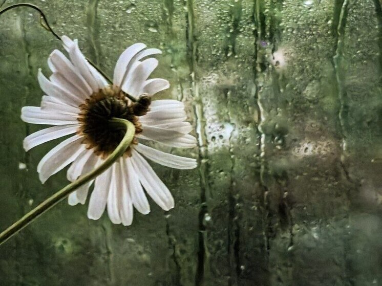 Сильные дожди и ветер накроют Амурскую область