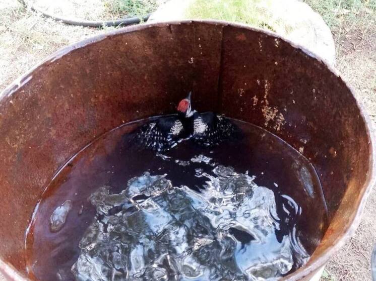 Пожарные Бурятии спасли дятла, тонувшего в бочке с водой