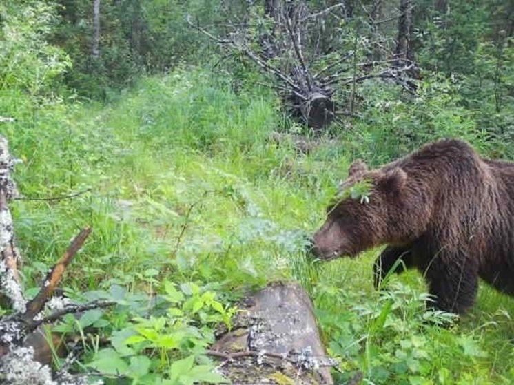 Медведя поймали в фотоловушку в Челябинской области