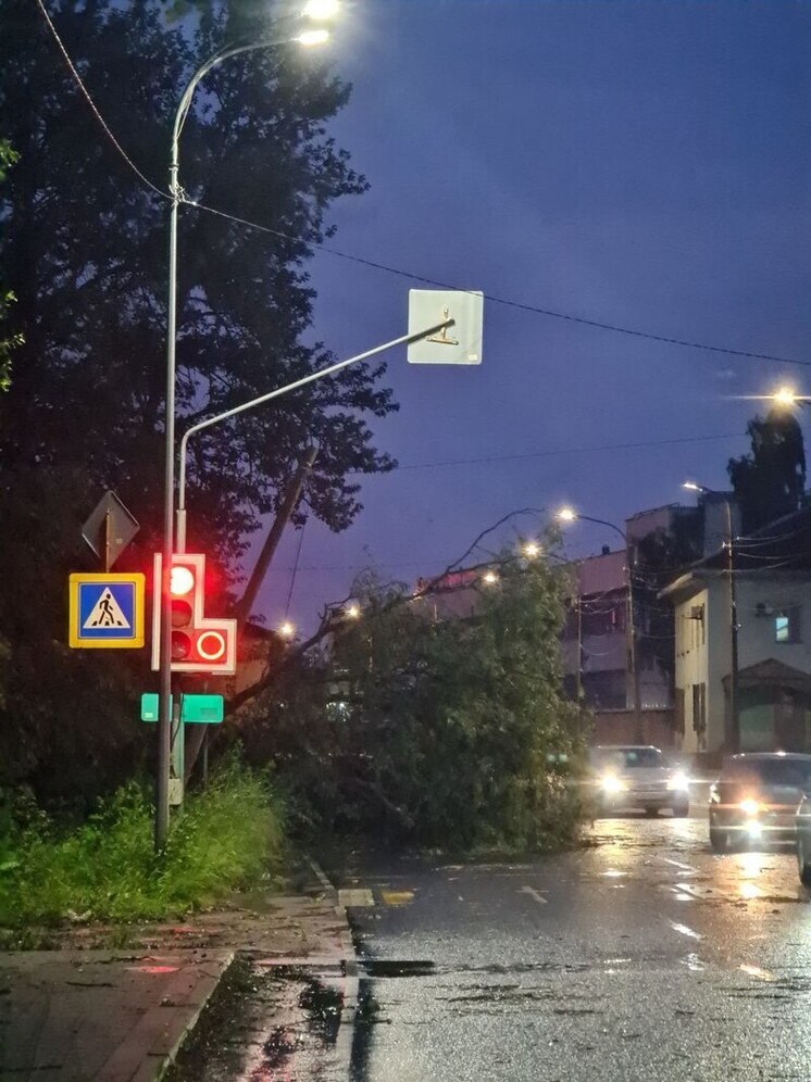 На перекрестке в Пскове дерево упало на проезжую часть дороги