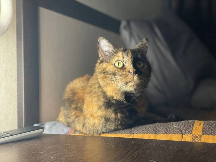 Ученые назвали способы, как отучить кошку драть мебель и обои