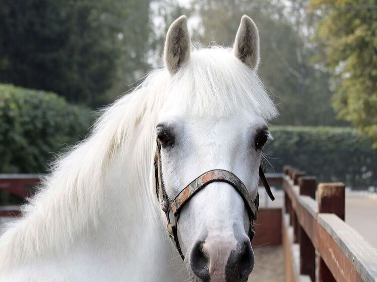 Девочка впала в кому после прогулки на лошади в Серпуховском округе