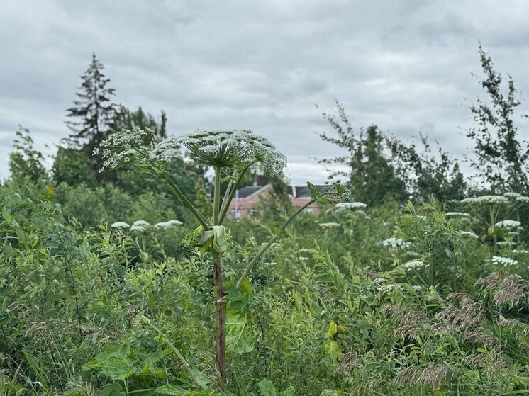 Ветер нарушил планы по борьбе с борщевиком в Великом Новгороде