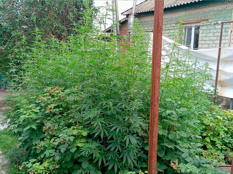 Воронежская полиция пресекла незаконное культивирование конопли