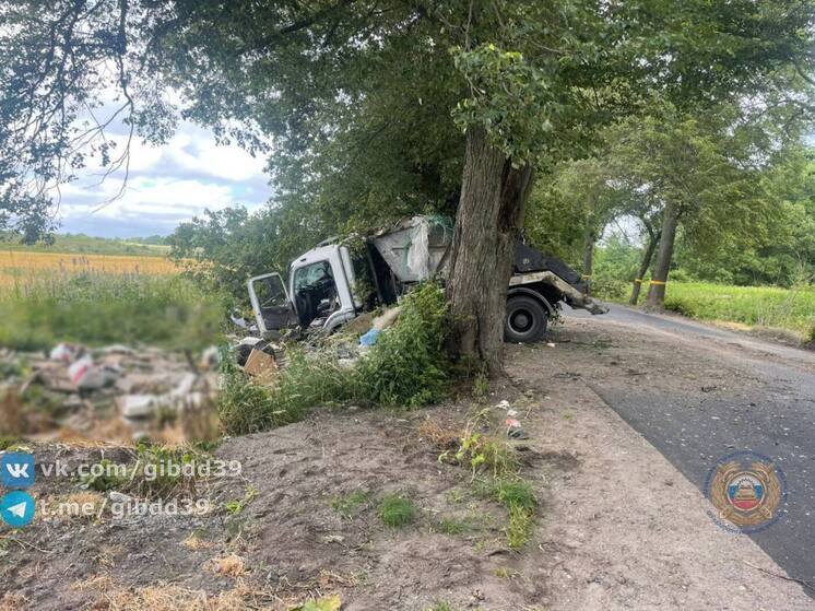 В Калининградской области мусоровоз врезался в дерево у дороги