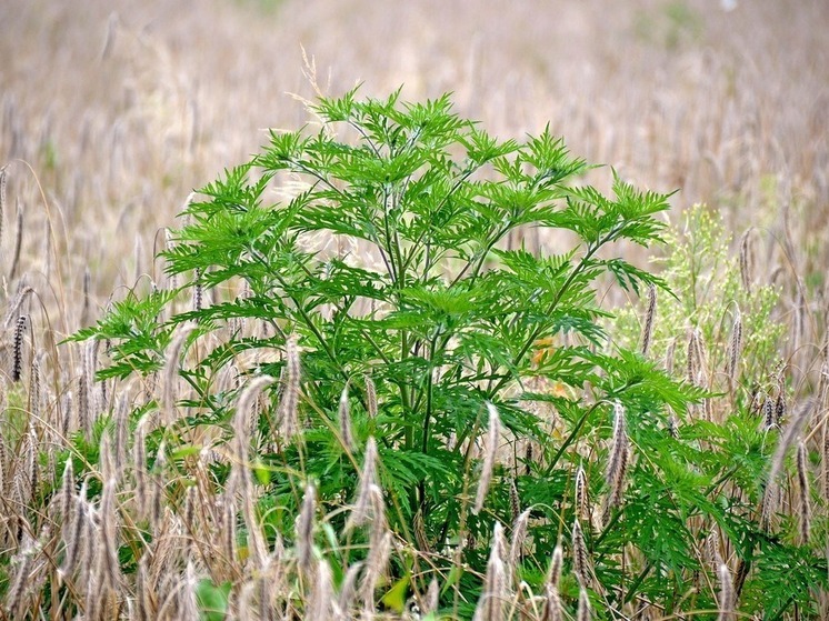В деревне Башкирии ввели карантин из-за опасного растения