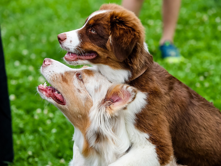 Юрист Штуль: если хозяин не будет убирать за питомцем на улице, ему грозит штраф