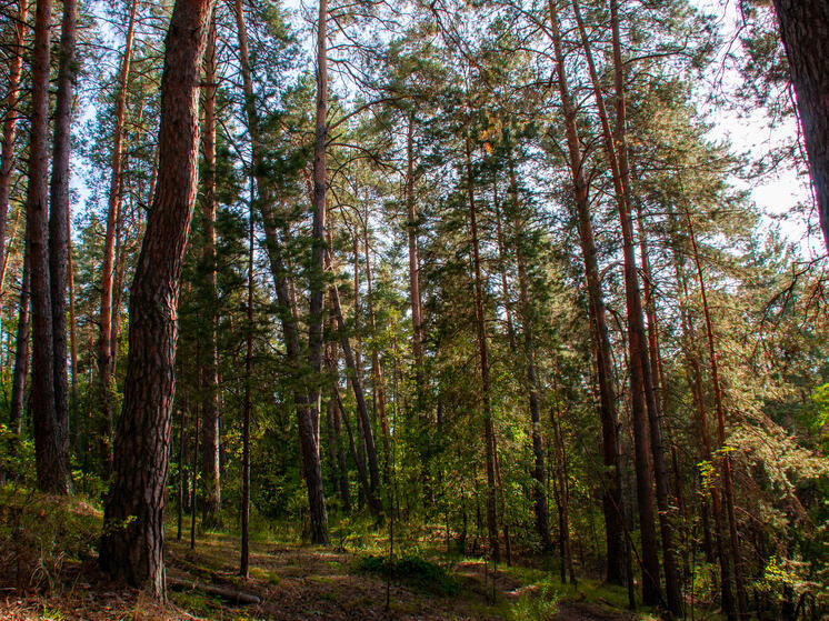 Биолог Глазков: количество комаров в Подмосковье вырастет в ближайшие дни