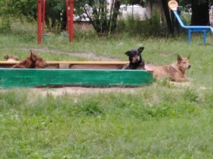 На улице Новосёлов в Рязани засняли стаю бездомных собак в песочнице