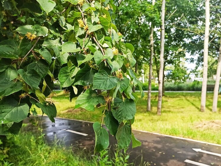 Унылые выходные пообещали костромские синоптики