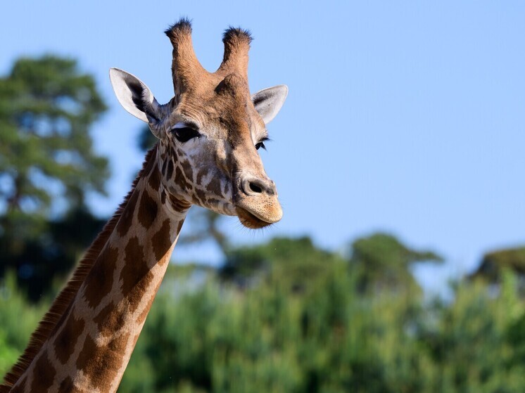 Министр Лут: ввоз жирафов в Россию из ЮАР возможен при выполнении карантинных мероприятий