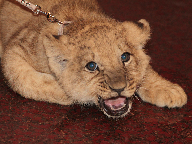 Выживший после нападения льва директор парка «Тайган» пообещал продолжить работу