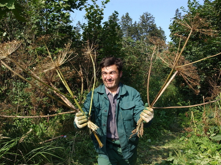 Rospotrebnadzor: lírios do vale, hogweed e wolfberry são extremamente perigosos para os humanos