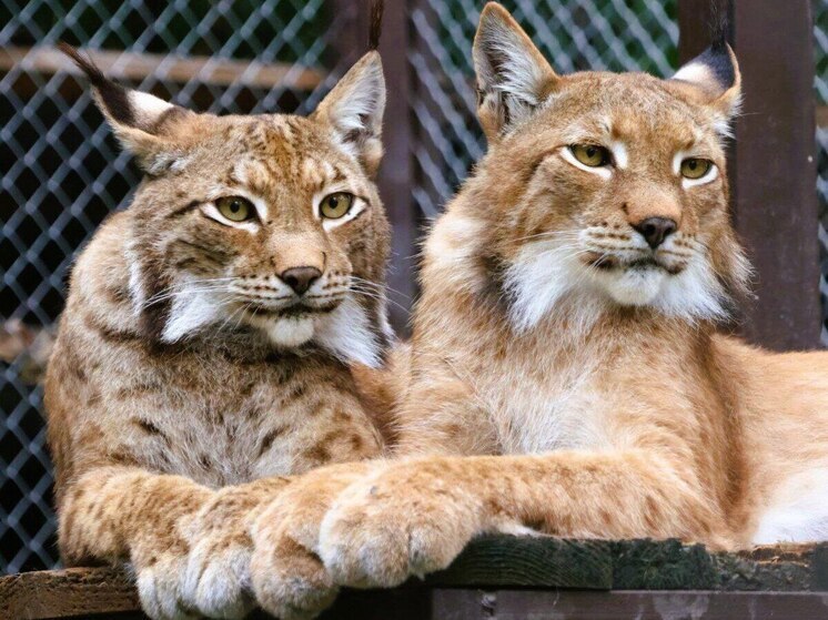 Хабаровчан приглашают вместе с зоосадом отметить День семьи, любви и верности