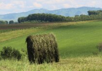 В Алтайском крае посевная кампания прошла в рабочем режиме, без глобальных катаклизмов