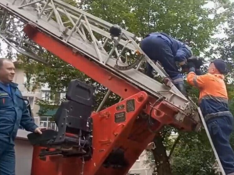 Заигравшегося в альпиниста котенка сняли с дерева липецкие спасатели