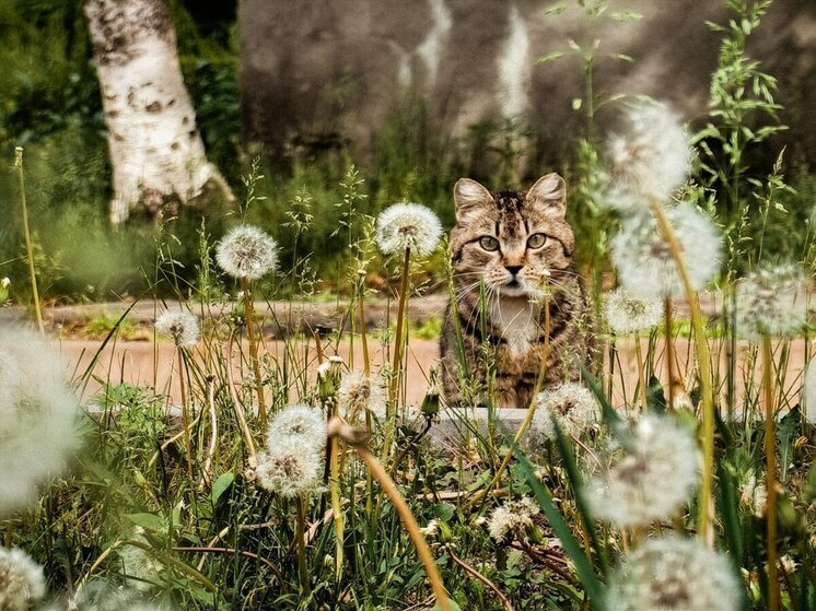 Дождливое и жаркое воскресенье обещают хабаровчанам