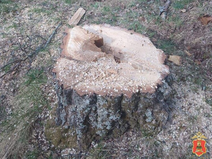 Черного лесоруба задержали в Тверской области