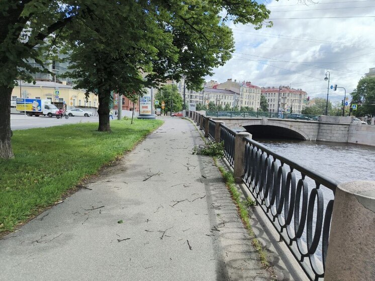 После падения деревьев на людей в Петербурге были организованы проверки