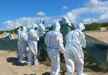 На курортных пляжах Анапы начался поэтапный демонтаж защитного вала, установленного для предотвращения распространения нефтепродуктов