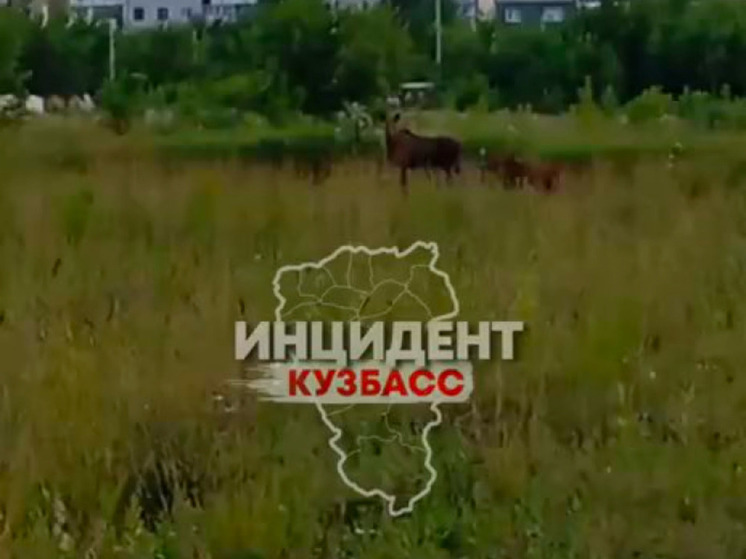 Кемеровчане случайно встретились с семьей лосей