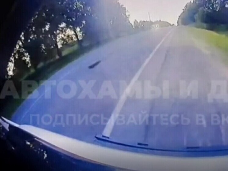 Котик погиб под колесами большого черного внедорожника в Туле